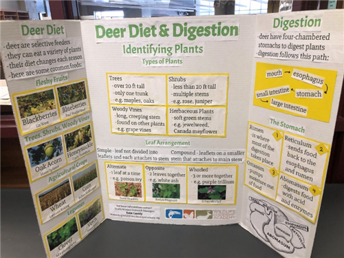 MHS Student creates deer display for Skyview 